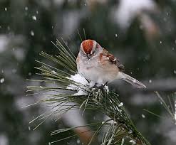 Birds Chirping In The Morning Spiritual Meaning Mark Boudreau Timeline Photos Facebook Winter Bird Bird Quotes Bird