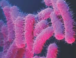 Image result for Schoenoplectiella microglumis