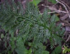 Image result for Asplenium rutifolium