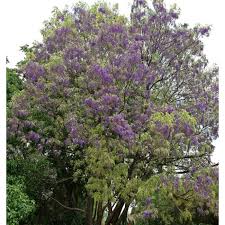 Image result for Bolusanthus