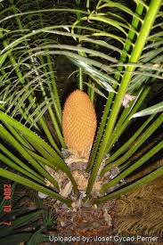 Image result for Cycas