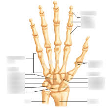 There also are bands of fibrous connective tissue—the ligaments and the tendons—in intimate relationship with the parts of the skeleton. Bones Of The Right Hand Labeling Diagram Quizlet