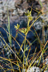 Image result for Cyperus renschii