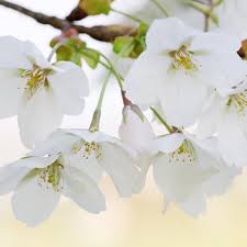 It can mimic other bird species as well as dogs, insects, and even an occasional mechanical noise—thus their scientific name, mimus polyglottos, or mimic of many tongues. state flower in 1901, the apple blossom was designated the state flower. The Bird And Flower Of The State Of Arkansas Bulb