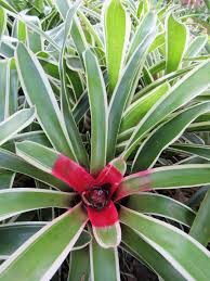 Image result for Embelia libeniana