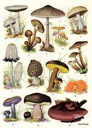 Edible Fungi Chart If The World Is Ever Covered In Darkness
