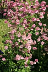 Image result for Astrantia major `Roma`