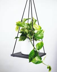 One of the reasons why pothos are so easy to care for is that they can grow under most lighting conditions. The Complete Golden Pothos Care Guide Houseplant Resource Center