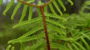 Image result for Gleichenia elongata