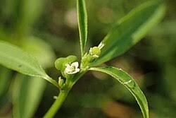 Image result for Euphorbia graminea