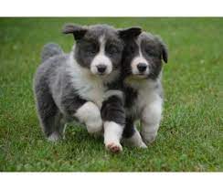 Dsysge Blue White Border Collie Puppies For Sale Blue White Bordercollie Bordercolliepuppiesfo Collie Puppies Border Collie Puppies For Sale Puppies