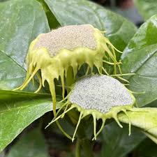 Image result for Dorstenia psilurus