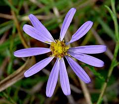 Image result for Aster chimanimaniensis