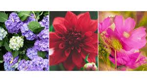Seasonal spring flowers by colour to help you plan beautiful bouquets suited to the season. Popular Flowers In Season In Australia For Your Wedding Or Event Flowers By Gwyneth