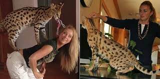 savanna bolshaya domashnyaya koshka opisanie porody foto s chelovekom harakter standarty