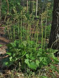 Image result for heuchera americana