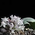 Massonia Pacific Bulb Society Massonia amoena is a species of plants with 5 observations. massonia pacific bulb society