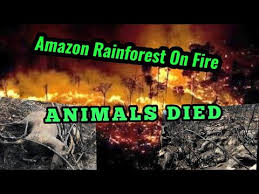 Amazon Rainforest On Fire August 2019 Many Died Youtube