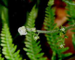 Image result for Pityrogramma aurantiaca