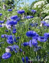 Image result for Centaurea