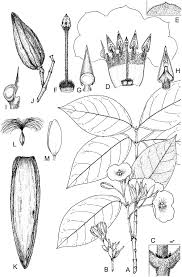 Image result for Landolphia letestui