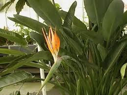 Strelitzia Reginae Bird Of Paradise Plant Varieties A Bird Of Paradise Plant In Bloom Strelitzia Reginae Birds Of Paradise Plant Paradise Plant Birds Of Paradise