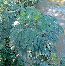 Image result for Cecropia pachystachya