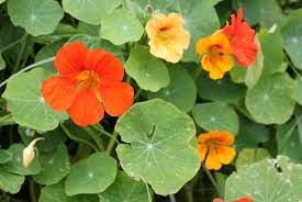 Orange flowers can brighten up any space and bring a smile to their flowers! Nasturtium Pod Easy Edible Gardening