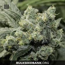 Cannabis seeds online | marijuana seeds online Hanfsamen Bulk Seed Bank Auto Og Kush Villabafo