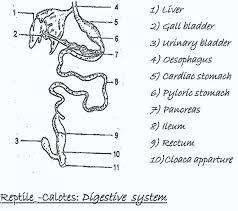 Comparative Anatomy Digestive System Of Bird Mammal And Reptile