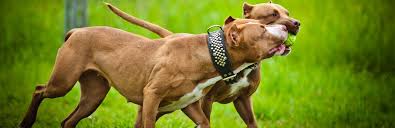 male and female pit bull terriers