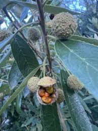 Image result for Achariaceae