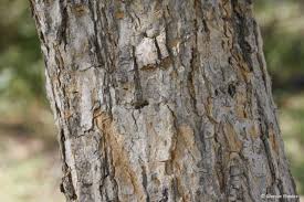 Image result for Acacia galpinii