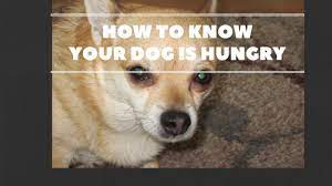 How to know, though, if your pup is just being greedy, or if he's hungry? How To Know That Your Dog Is Hungry Youtube