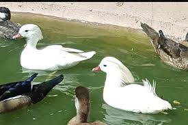 They forage among debris on banks, at the water's edge and while swimming, occasionally. 2020 White Mandarin Ducks For Sale Poultry Livestock For Sale In Gauteng R 1 900 On Agrimag