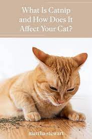 What Is Catnip And How Does It Affect Your Cat In 2021 Cats Cats Smelling Animal Behavior