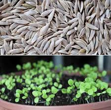Some seeds need complete darkness to germinate to be able to identify seedlings as they grow and to know when they will be ready for transplanting, you should label the seed containers as you are sowing. Lettuce Seed Germination Period Temperature Process Gardening Tips