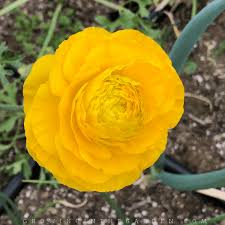 Settle your bulbs into the soil by watering well after planting. How To Grow Ranunculus 5 Tips For Growing Ranunculus Growing In The Garden