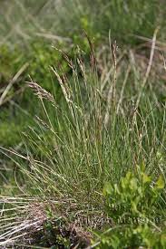 Image result for Avenella