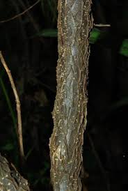 Image result for Maerua rosmarinoides