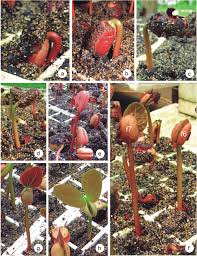 Image result for Hymenaea courbaril