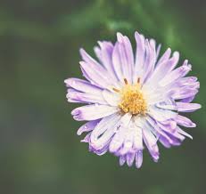 Aster is the scientific name of a genus belonging to the family asteraceae. The Unique Meaning Of Aster Flowers Will Astonish You To The Core Gardenerdy