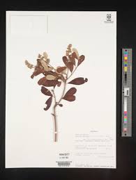 Image result for Ozoroa pwetoensis