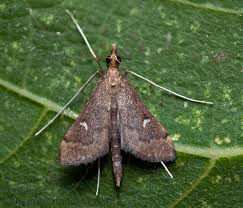 Image result for Dolichopentas