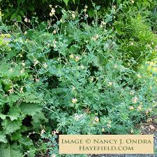 Image result for Xyris capnoides