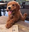 Curly Hair Dog Breed