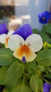 Well Hello To You Too Beautiful Pansy Pansies Beautiful Flowers