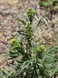 Image result for Lepidium bonariense
