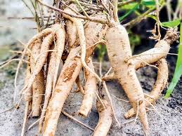 Sâm Bố Chính - Công dụng chữa bệnh và các bài thuốc hay nhất