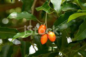 Maybe you would like to learn more about one of these? Spanish Cherry On The Tree Stock Photos Freeimages Com